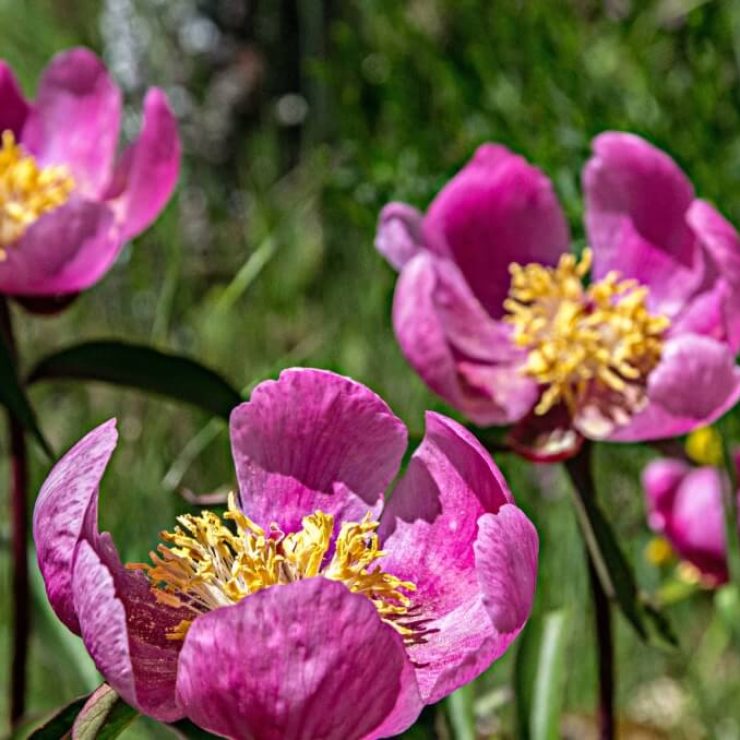 Descubra a Festa da Rosa Albardeira