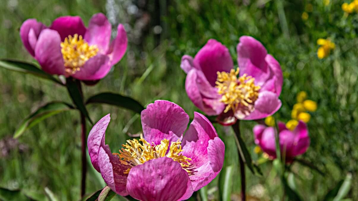 Descubra a Festa da Rosa Albardeira